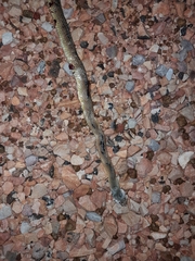 Demansia angusticeps