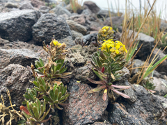 Draba pennell-hazenii