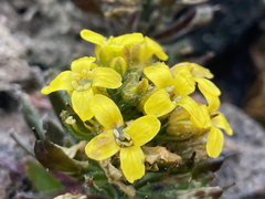 Draba pennell-hazenii