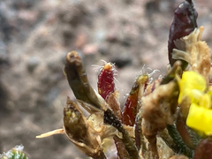 Draba pennell-hazenii