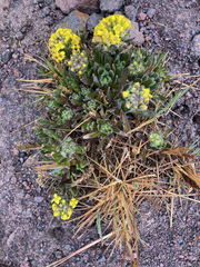 Draba pennell-hazenii