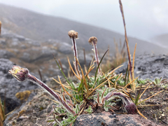 Erigeron chionophilus