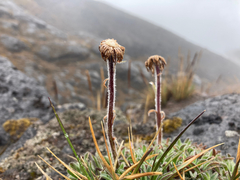 Erigeron chionophilus
