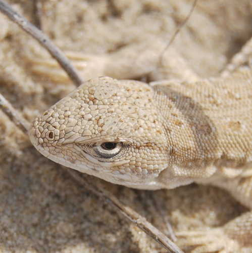 Skull Tree Iguana, Liolaemus occipitalis