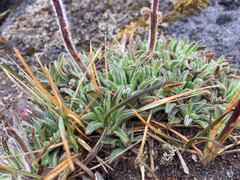 Erigeron chionophilus