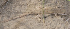 Liolaemus occipitalis