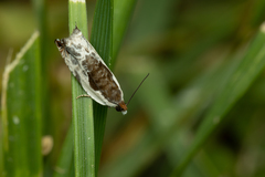 Ancylis nubeculana