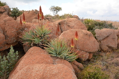 Aloe mutabilis