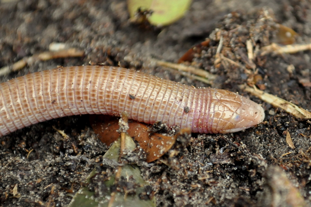 Darwin's Ringed Worm Lizard from Centro Rio Grande RS, Brasil on
