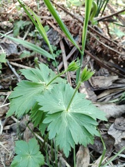 Eranthis tanhoensis
