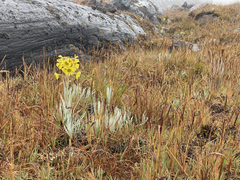 Senecio latiflorus