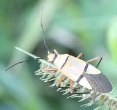 Dysdercus nigrofasciatus