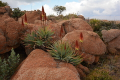 Aloe mutabilis