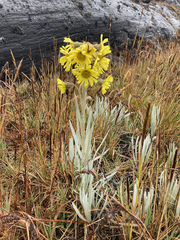Senecio latiflorus