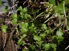 Ranunculus sessiliflorus