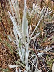 Senecio latiflorus
