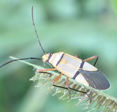 Dysdercus nigrofasciatus