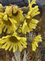 Senecio latiflorus