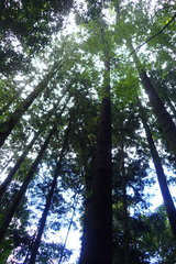 Araucaria cunninghamii