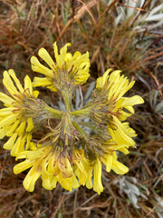 Senecio latiflorus