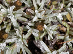 Lucilia kunthiana