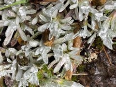 Lucilia kunthiana