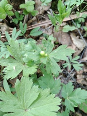 Anemonastrum baicalense