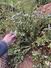Limonium brassicifolium