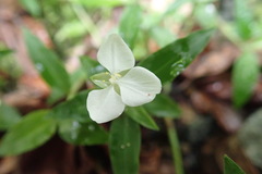 Commelineae