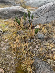 Linochilus eriophorus