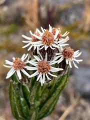 Linochilus eriophorus