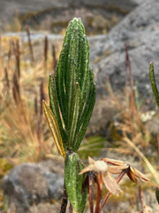 Linochilus eriophorus