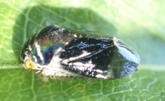 Penthimia nitens
