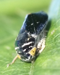 Penthimia nitens