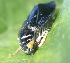Penthimia nitens