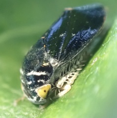 Penthimia nitens