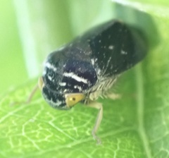 Penthimia nitens