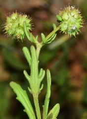 Valerianella discoidea