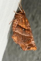 Selenia alciphearia