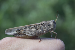 Pardalophora