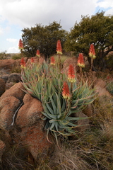 Aloe mutabilis