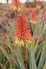 Aloe mutabilis