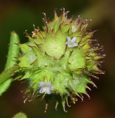 Valerianella discoidea