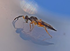 Plutothrix trifasciata