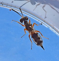 Plutothrix trifasciata