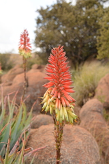Aloe mutabilis