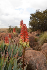 Aloe mutabilis