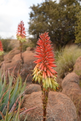 Aloe mutabilis