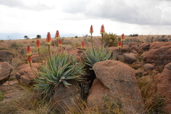 Aloe mutabilis