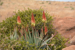 Aloe mutabilis